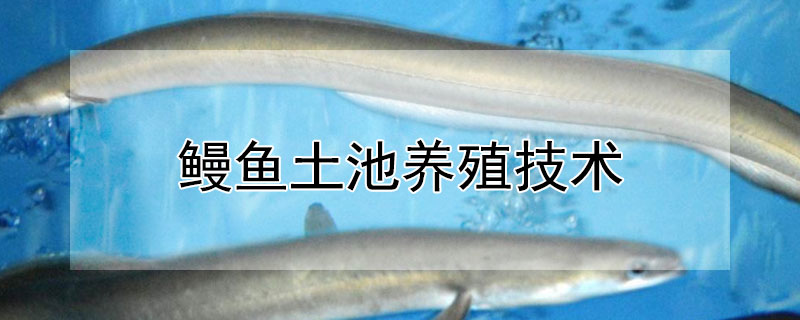 鰻魚土池養(yǎng)殖技術