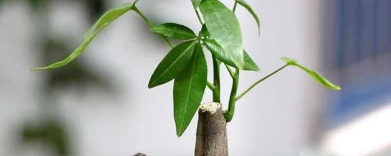 招財樹怎么養(yǎng)