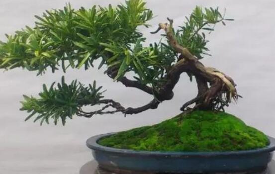 羅漢松盆景修剪技巧，教你三種修剪方法(疏剪/短剪/縮剪)