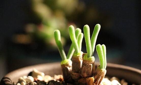 小碧光環(huán)可以移盆嗎，要選擇適宜的時(shí)間移栽