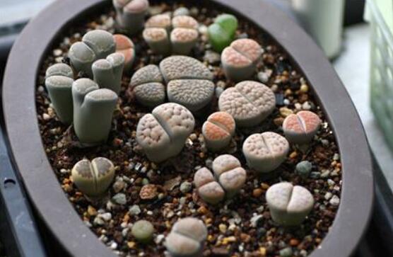 生石花怎么分株繁殖，教你一學(xué)就會(huì)五個(gè)基本步驟