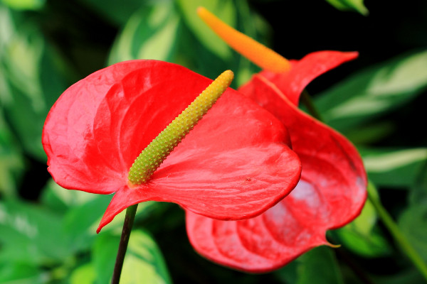 火鶴的養(yǎng)殖方法和注意事項(xiàng)