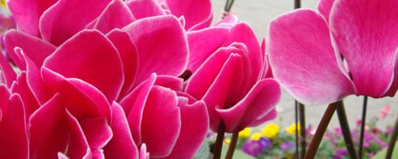 仙客來的養(yǎng)殖方法和注意事項(xiàng)