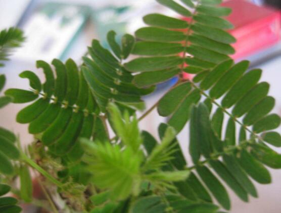 含羞草對人體有害嗎，微毒無害/美化家居、凈化空氣