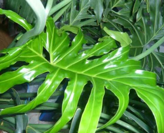 誤食龜背竹葉子怎么辦，第一時間去醫(yī)院積極治療(中毒較深)