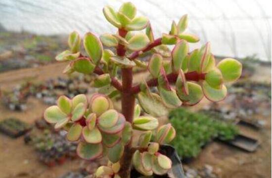 雅樂之舞的扦插技巧，老農(nóng)總結(jié)六個最簡易基本步驟