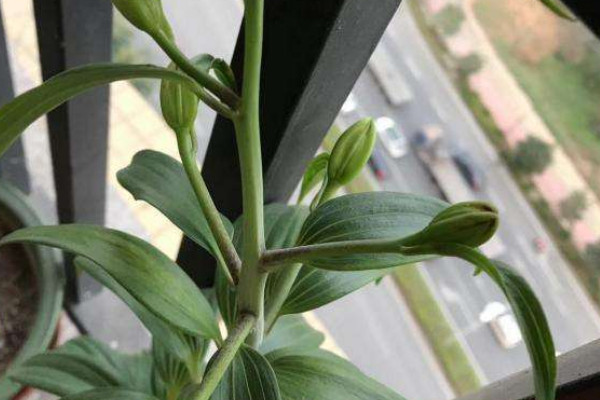 百合花苞蔫了怎么補(bǔ)救