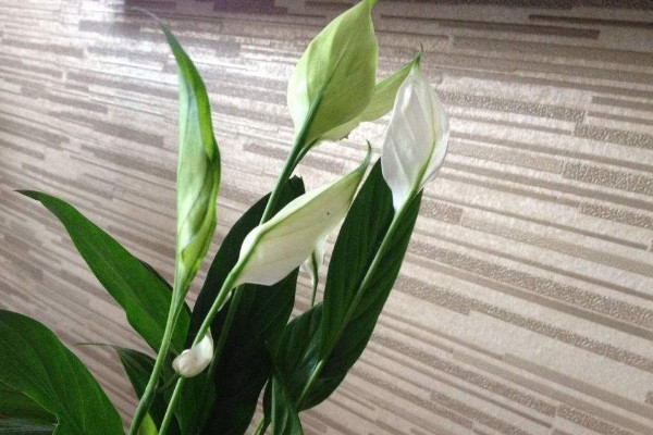 白掌花變綠了要剪掉嗎