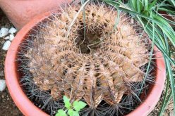 仙人球球體腐爛怎么回事，主要是日常管理的疏忽