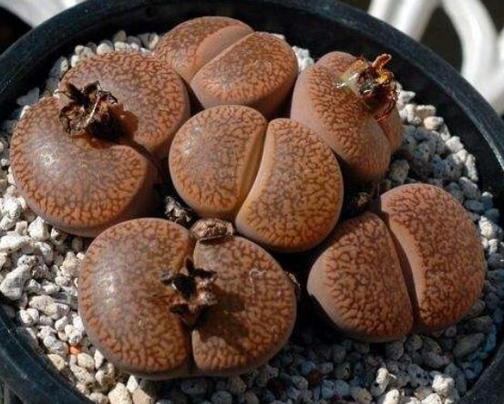 生石花夏天發(fā)皺，保持散射光環(huán)境/盆土疏松透氣