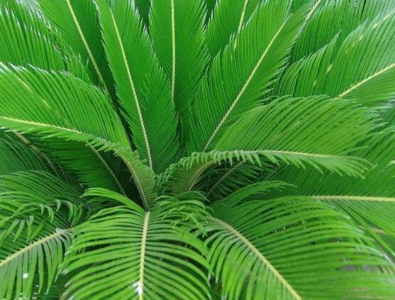 鐵樹開花是吉還是兇，預(yù)示生活美滿、大吉大利(吉兆)