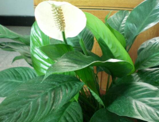 一帆風(fēng)順花蔫了怎么辦，教你四種解決辦法(花大色艷)