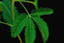 含羞草一直閉合不開，導致含羞草閉合的5種原因