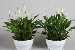 白掌和一帆風(fēng)順是一種花嗎，是同一種植物沒(méi)區(qū)別