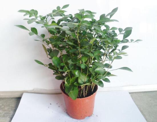 九里香怎么修剪，九里香的修剪圖解