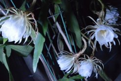 曇花花后如何處理，及時進行修剪并補充養(yǎng)分