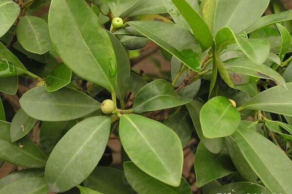 平安樹長(zhǎng)太高怎么辦，適當(dāng)?shù)男藜艏纯? src="/nongchan/d/file/20201223/0lfvwvicnpf.jpg" / data-Dx0d="dn6REA"></p>
<p data-GQK2="C5A8TQ">
	對(duì)于平安樹的修剪而言，一般情況下我們要給平安樹進(jìn)行抹頭修剪，將它長(zhǎng)的過(guò)長(zhǎng)的枝條全部剪去，這樣不僅可以提高它的觀賞價(jià)值。還可以減少平安樹養(yǎng)分的一個(gè)消耗，更有利于它的生長(zhǎng)。</p>
<p data-tpyy="tMCdvz">
	<strong data-q3rx="elyNSm">摘心處理</strong></p>
<p data-SgMV="shht8m">
	<img alt=