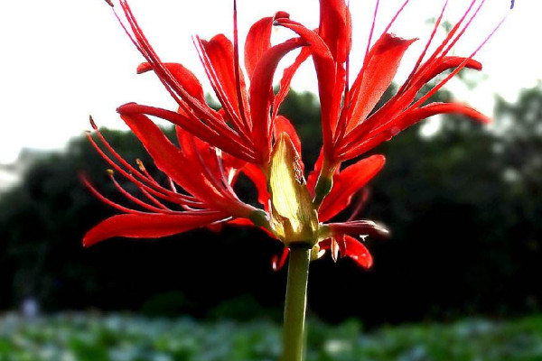 彼岸花什么時(shí)候可以移盆