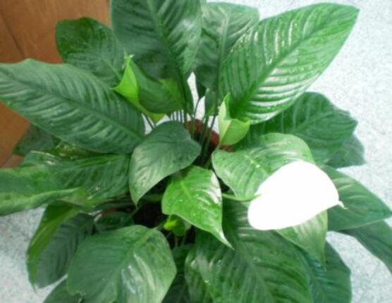 一帆風(fēng)順蔫了怎么補(bǔ)救，四種原因以及補(bǔ)救辦法