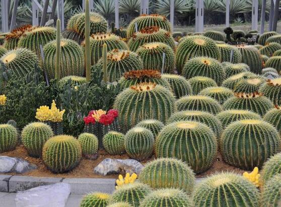 仙人掌適合在室內(nèi)養(yǎng)嗎，吸收輻射、釋放氧氣