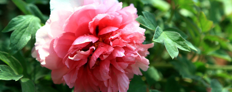 牡丹開(kāi)花前怎么施肥