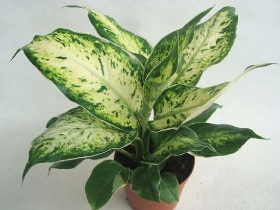 花葉萬年青有毒嗎，花葉萬年青能放室內(nèi)嗎