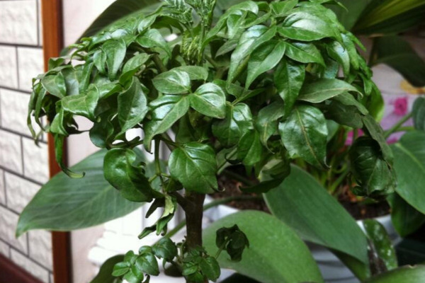 平安樹葉子耷拉怎么辦，適當(dāng)補充光照增施氮肥