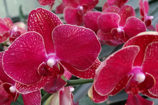 蝴蝶蘭哪個(gè)品種有香味