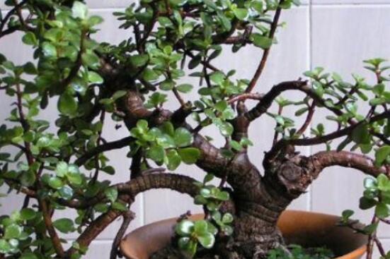 燕子掌和玉樹哪個有毒，玉樹汁液有毒/燕子掌無毒現(xiàn)象