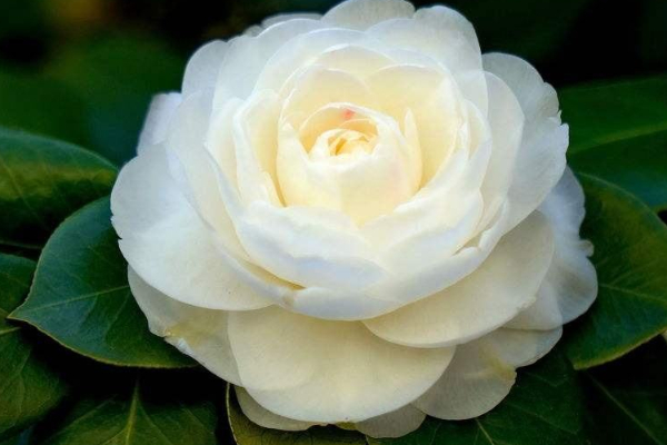 茶花葉子發(fā)黑掉了是什么原因