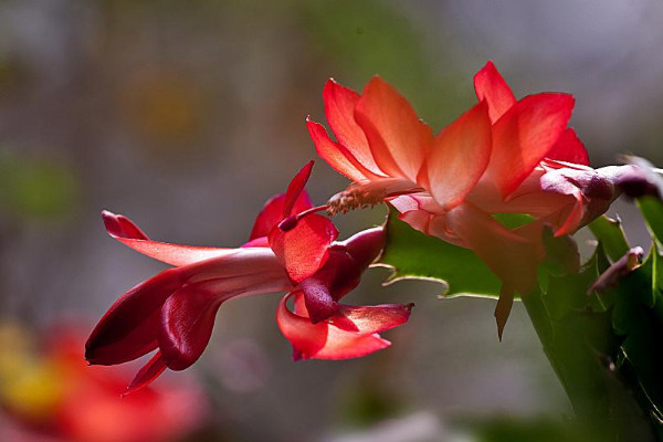 蟹爪蘭夏天怎么養(yǎng)護(hù)