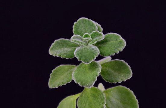 碰碰香放臥室可以嗎，可以/醒腦提神、凈化空氣、驅(qū)趕蚊蟲(chóng)