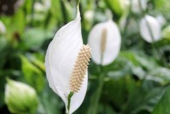 一帆風(fēng)順花的寓意，一帆風(fēng)順就是它的寓意