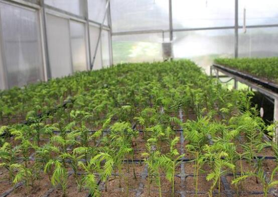 紅豆杉扦插繁殖方法，做好這五大方法便可生根發(fā)芽