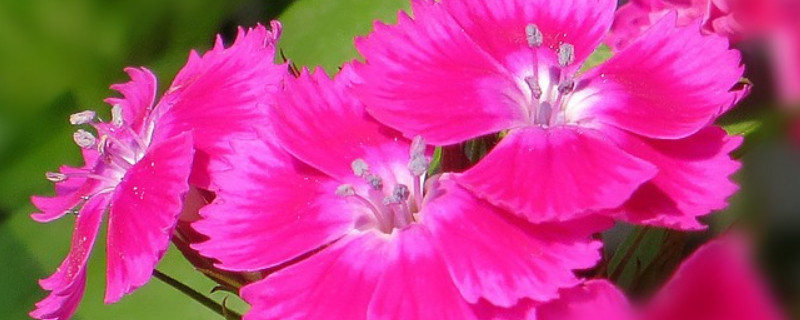 康乃馨盆栽春天怎么養(yǎng)