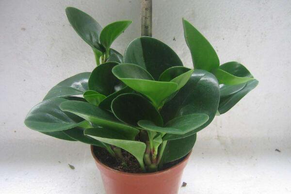 碧玉花植物如何移栽，簡單三步教你扦插成活