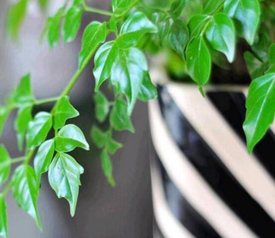 幸福樹種子怎么種，教你六大簡單步驟即可學(xué)會(huì)