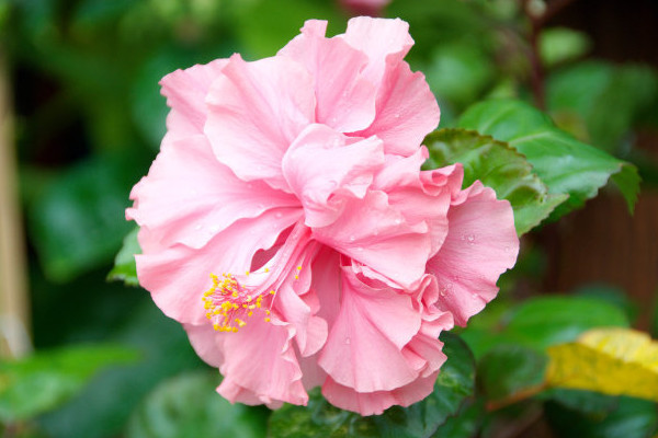 芙蓉花為什么長的細(xì)高