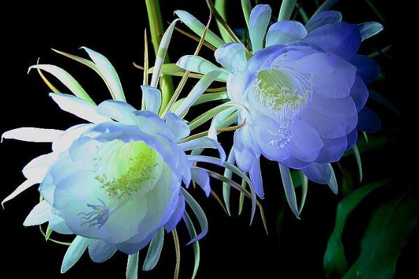 曇花的四季養(yǎng)護(hù)，一年四季不同的養(yǎng)護(hù)方法