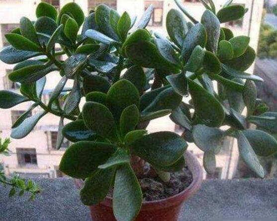 玉樹花幾年開花，掌握五大要點可年年開花