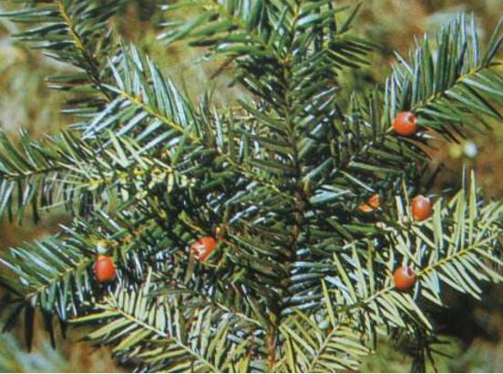 紅豆杉的品種，盤點中國紅豆杉五大品種