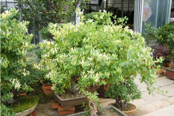 金銀花盆栽養(yǎng)殖方法和注意事項(xiàng)，澆水見干見濕需遮蔽強(qiáng)光