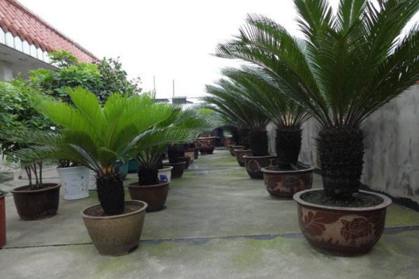 鐵樹施什么肥最好，施一些稀薄的復(fù)合液肥即可