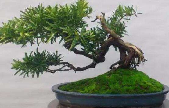 羅漢松盆景怎么養(yǎng)，老農(nóng)總結(jié)八大養(yǎng)殖方法