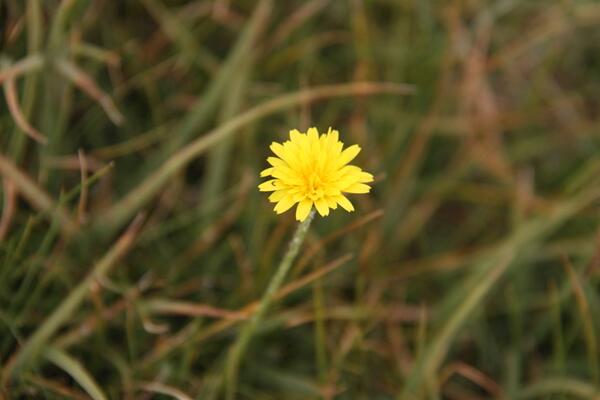 蒲公英茶可以天天喝嗎，每星期最多飲用3~4次
