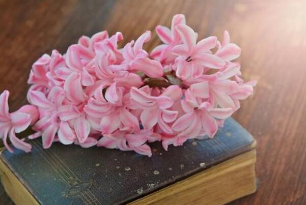 風(fēng)信子的傳說，古希臘神話中的爛漫之花