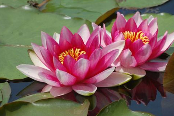 睡蓮種子怎么發(fā)芽