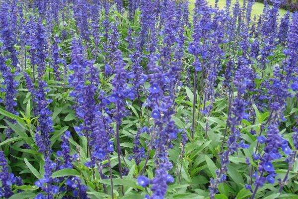 薰衣草的花期怎么養(yǎng)護(hù)，適當(dāng)澆水并保證光照充裕