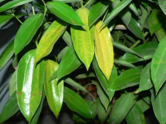 平安樹葉子發(fā)黃掉落怎么辦，教你四種解決辦法快速恢復(fù)生機(jī)