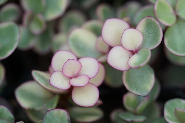 雅樂(lè)之舞夏天怎么澆水，保持土壤偏干燥